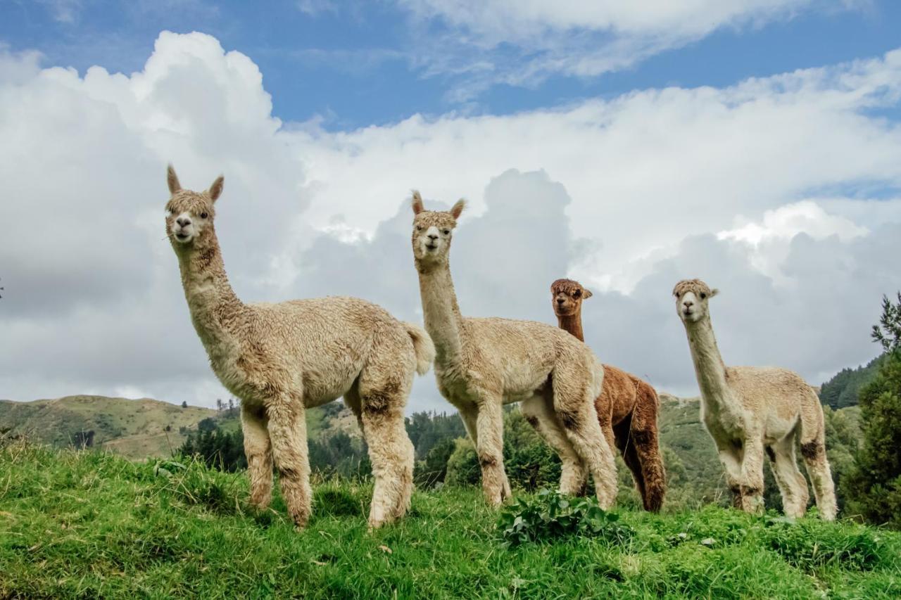Luxury Stay, Alpaca Farm Парапарауму Экстерьер фото